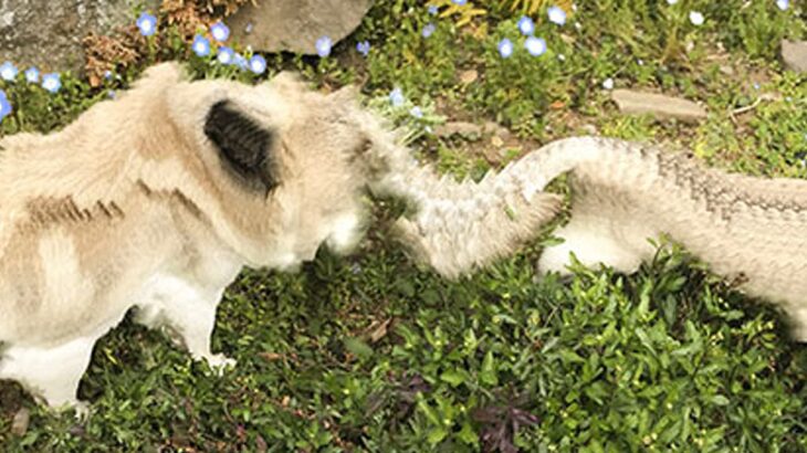 犬を『パノラマ撮影』しようとした結果→ずっとついてきてしまって…想定外すぎる『衝撃の一枚』に12万いいね「脱皮してて草」「全部可愛いｗ」(ブログ)