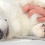 気持ちよさそうに撫でられる犬→手を離すと、『表情』が変わり…撫でざるを得ない『アピールの仕方』に5万いいね「されたい」「めちゃ可愛い」(ブログ)