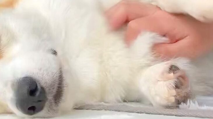 気持ちよさそうに撫でられる犬→手を離すと、『表情』が変わり…撫でざるを得ない『アピールの仕方』に5万いいね「されたい」「めちゃ可愛い」(ブログ)