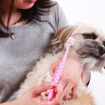 『歯磨きが嫌いな犬』に慣れてもらう方法はあるの？具体的な対処法をご紹介(ブログ)