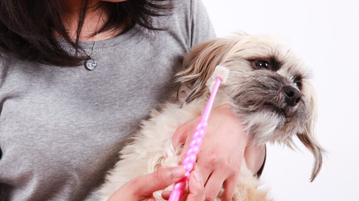 『歯磨きが嫌いな犬』に慣れてもらう方法はあるの？具体的な対処法をご紹介(ブログ)