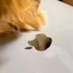 『マジでやめて』MacBookをいじっていたら、犬が『Appleマークを食べれる』と勘違いして…激しい攻防戦が215万再生「草」「ジワるｗ」(ブログ)