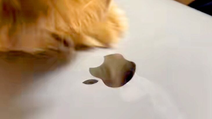 『マジでやめて』MacBookをいじっていたら、犬が『Appleマークを食べれる』と勘違いして…激しい攻防戦が215万再生「草」「ジワるｗ」(ブログ)