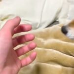 手を出すと『自動的に撫でられに来るシステム』を搭載した犬→ピトッと頬を摺り寄せて…可愛すぎる行動が14万表示「最高」「声出して笑った」(ブログ)