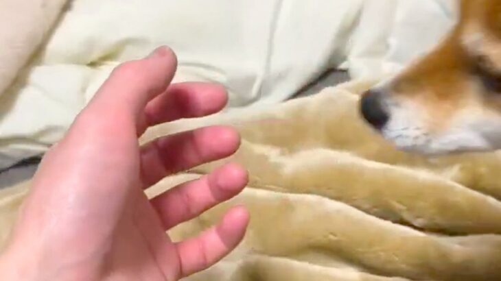 手を出すと『自動的に撫でられに来るシステム』を搭載した犬→ピトッと頬を摺り寄せて…可愛すぎる行動が14万表示「最高」「声出して笑った」(ブログ)