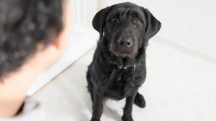 犬への『正しい叱り方』とは？飼い主がやってはいけないタブー行為やしつけのポイントまで(ブログ)