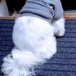 歯医者に行くため『おばあちゃんに犬を預けた』結果→様子が送られてきて…今すぐ帰りたくなる『玄関の光景』に感動「涙でる」「ほんと可愛い」(ブログ)
