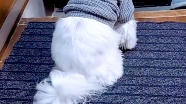 歯医者に行くため『おばあちゃんに犬を預けた』結果→様子が送られてきて…今すぐ帰りたくなる『玄関の光景』に感動「涙でる」「ほんと可愛い」(ブログ)