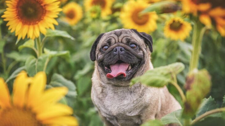 犬が『舌を出す』5つの理由　どんな意味があるの？注意すべき舌の状態まで解説(ブログ)