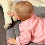 お昼寝している大型犬と遊びたい赤ちゃん→『起きて！』と合図をして…本当の姉妹のような『尊い光景』に反響「最高に可愛い…」「癒される」(ブログ)