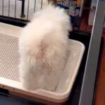 いつもは大人しいのに、突然ブチギレだした子犬→様子を見に行ってみると…想定外だった『まさかの光景』に爆笑「めちゃ可愛い」「うちのもする」(ブログ)