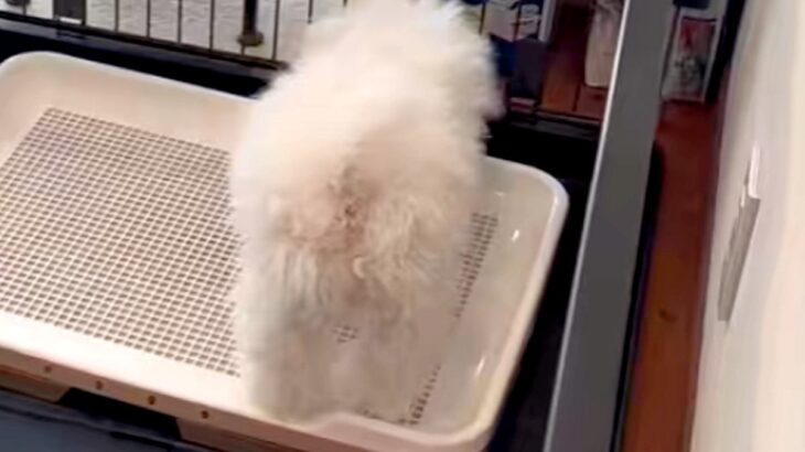 いつもは大人しいのに、突然ブチギレだした子犬→様子を見に行ってみると…想定外だった『まさかの光景』に爆笑「めちゃ可愛い」「うちのもする」(ブログ)