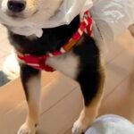 雨の日、犬がカッパを着れなくなったので『即席で作ってみた』結果→想像以上に『似合っている光景』に反響「頭カッコよすぎて草」「最高ｗｗ」(ブログ)