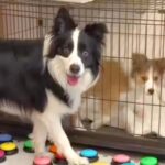 世界一賢い犬種に『ケージの子犬を出してあげて』とお願いしてみた結果→『難しいかな』と思った、次の瞬間…まさかの光景に絶賛「天才すぎる」(ブログ)