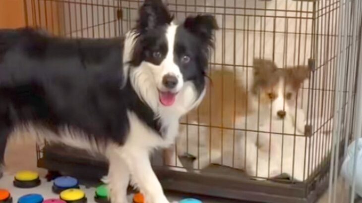 世界一賢い犬種に『ケージの子犬を出してあげて』とお願いしてみた結果→『難しいかな』と思った、次の瞬間…まさかの光景に絶賛「天才すぎる」(ブログ)