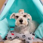 犬と『相性がいい動物』5選　多頭飼いしやすいと言われる理由とは？(ブログ)