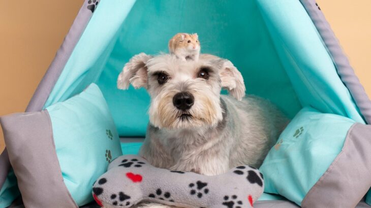 犬と『相性がいい動物』5選　多頭飼いしやすいと言われる理由とは？(ブログ)