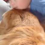 赤ちゃんに向かって『大型犬がゴロンと寝転がった』次の瞬間…驚きと喜びが混ざった『100点の表情』が73万再生「なんか泣けた」「可愛すぎ」(ブログ)
