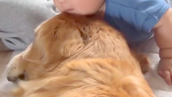 赤ちゃんに向かって『大型犬がゴロンと寝転がった』次の瞬間…驚きと喜びが混ざった『100点の表情』が73万再生「なんか泣けた」「可愛すぎ」(ブログ)