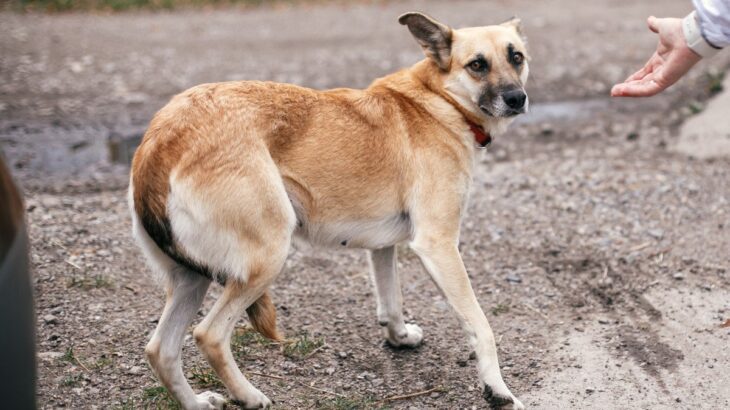 『迷子犬』にしてはいけない絶対NG行為3つ　ひとりでいる犬を発見したときの適切な対応まで(ブログ)
