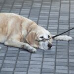 犬が『貧血状態』のときにみせるサイン3つ　今すぐに病院へ行くべき危険な症状まで(ブログ)