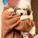 『超大型犬の子犬』を飼い始めた結果→簡単に抱っこできていたのに、1ヶ月後には…想像を上回る『衝撃の成長』に反響「モフモフ」「大物の予感」(ブログ)