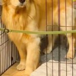 自分でケージに入った大型犬が『閉じ込められた』と勘違いした結果→まさかの『泣いちゃいそうな表情』が236万再生「切ない目ｗ」「可愛すぎ」(ブログ)