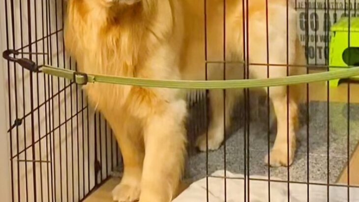 自分でケージに入った大型犬が『閉じ込められた』と勘違いした結果→まさかの『泣いちゃいそうな表情』が236万再生「切ない目ｗ」「可愛すぎ」(ブログ)