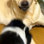 妹犬が優しい兄犬に『しつこく構ってアピールした』結果→少し疲れてしまい…まるで人間のような『表情』に2万いいね「顔ｗｗ」「優しさがｗ」(ブログ)