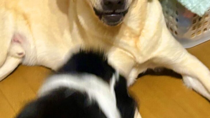 妹犬が優しい兄犬に『しつこく構ってアピールした』結果→少し疲れてしまい…まるで人間のような『表情』に2万いいね「顔ｗｗ」「優しさがｗ」(ブログ)