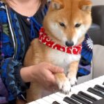 『ピアノの弾き方』を4匹の犬に教えてみた結果→1匹が興味津々になって…微笑ましすぎる『ピアニスト誕生の瞬間』に反響「口で弾くの可愛すぎ」(ブログ)