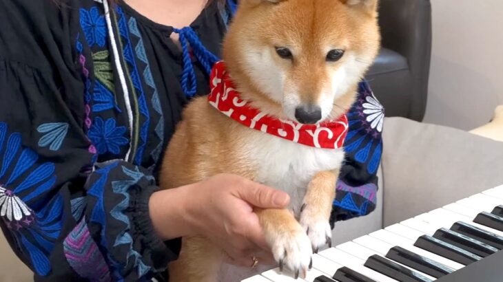 『ピアノの弾き方』を4匹の犬に教えてみた結果→1匹が興味津々になって…微笑ましすぎる『ピアニスト誕生の瞬間』に反響「口で弾くの可愛すぎ」(ブログ)