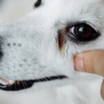 犬の『涙やけ』が悪化するNG習慣５選　今すぐ改善すべきタブー行為や対処法まで(ブログ)