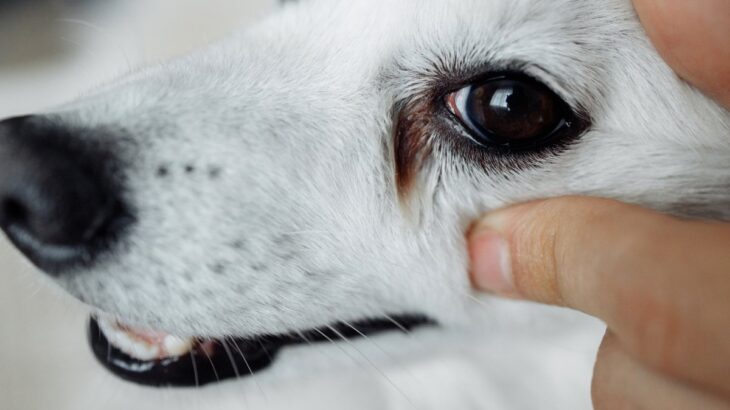 犬の『涙やけ』が悪化するNG習慣５選　今すぐ改善すべきタブー行為や対処法まで(ブログ)