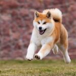 『日本犬』特有の共通点6つ　日本犬にみられる魅力や迎える際の注意点まで解説(ブログ)