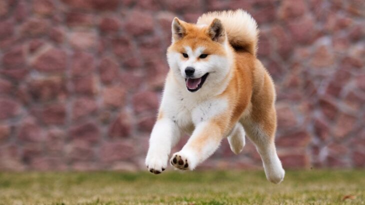 『日本犬』特有の共通点6つ　日本犬にみられる魅力や迎える際の注意点まで解説(ブログ)