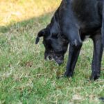 犬が拾い食いすると『死ぬかもしれないモノ』５選　食べてしまった場合の危険な症状とは？(ブログ)