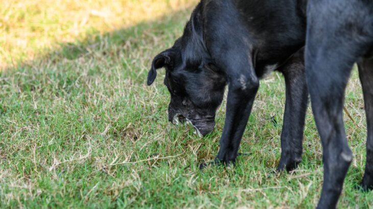 犬が拾い食いすると『死ぬかもしれないモノ』５選　食べてしまった場合の危険な症状とは？(ブログ)