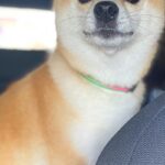 車で帰省し、犬を連れていった結果→外で待っていた『飼い主の母』を発見した瞬間…『尊すぎる表情』に1万いいね「大好きなんだ」「可愛すぎ」(ブログ)