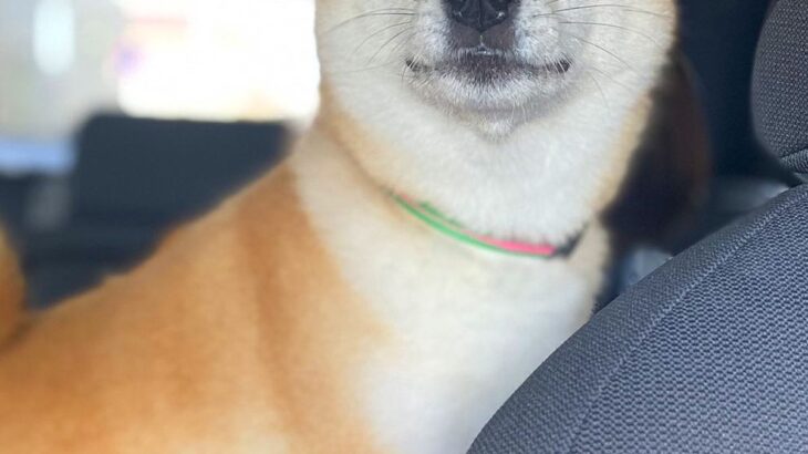 車で帰省し、犬を連れていった結果→外で待っていた『飼い主の母』を発見した瞬間…『尊すぎる表情』に1万いいね「大好きなんだ」「可愛すぎ」(ブログ)
