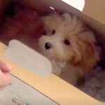値下げされ、売れ残っていた犬→『この子を守りたい』と飼った結果…素敵すぎる『半年の成長記録』が22万再生「愛嬌あって癒される」「可愛い」(ブログ)