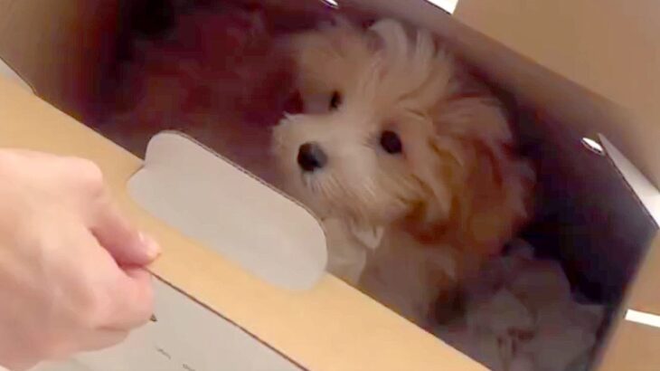 値下げされ、売れ残っていた犬→『この子を守りたい』と飼った結果…素敵すぎる『半年の成長記録』が22万再生「愛嬌あって癒される」「可愛い」(ブログ)