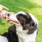 成犬になってから『しつけ』をすることは可能なの？子犬をトレーニングする場合と大きく違う点まで(ブログ)