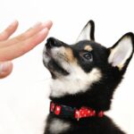 犬に『人の言葉』を覚えさせる方法とは？意思疎通を図ることはできるの？しつけのポイントまで(ブログ)