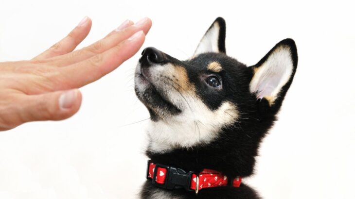 犬に『人の言葉』を覚えさせる方法とは？意思疎通を図ることはできるの？しつけのポイントまで(ブログ)