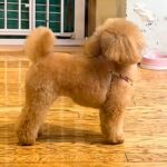 トリミングサロンに預けた犬をお迎えに→『外から名前を呼んでみた』結果…『気付いた瞬間の光景』がたまらないと反響「おめめが…」「可愛すぎ」(ブログ)