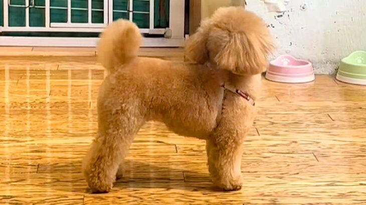 トリミングサロンに預けた犬をお迎えに→『外から名前を呼んでみた』結果…『気付いた瞬間の光景』がたまらないと反響「おめめが…」「可愛すぎ」(ブログ)