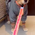 雨の日、濡れないよう『大型犬にカッパを着せた』結果→忍者のようになってしまい…納得のいかない表情に反響「出陣でござるｗｗ」「困ってて草」(ブログ)