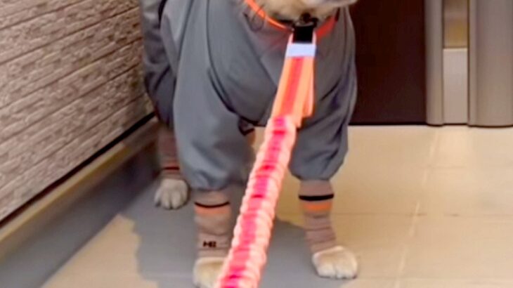雨の日、濡れないよう『大型犬にカッパを着せた』結果→忍者のようになってしまい…納得のいかない表情に反響「出陣でござるｗｗ」「困ってて草」(ブログ)