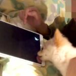 ゲームをする男性に『構ってほしい』と邪魔をする犬→絶対に集中できない『微笑ましい攻防戦』に反響「好き好き攻撃スゴいｗ」「嬉しさ隠せてない」(ブログ)